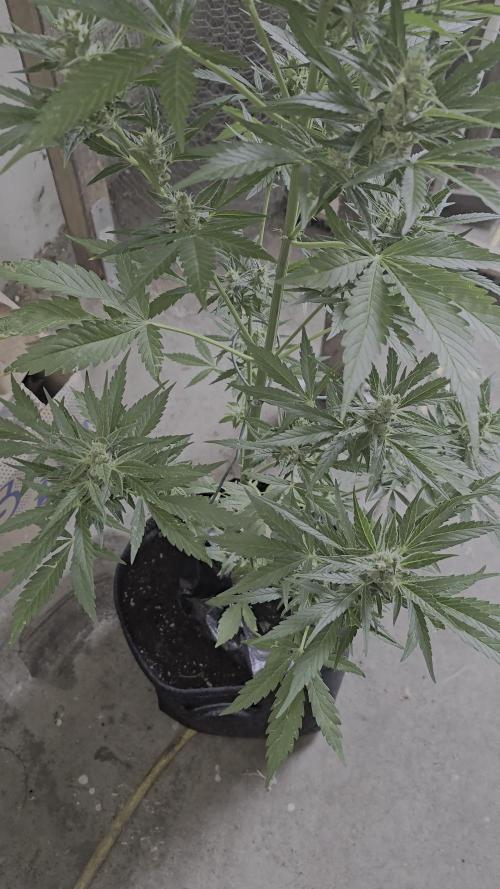 Apricot auto