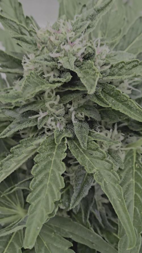 Radical Juice Auto outdoor