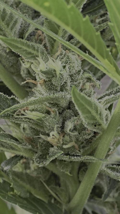 Apricot auto