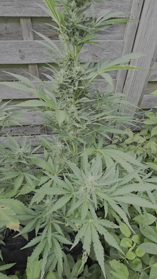 Radical Juice Auto outdoor