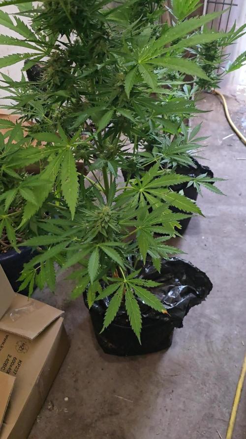 Radical Juice Auto outdoor