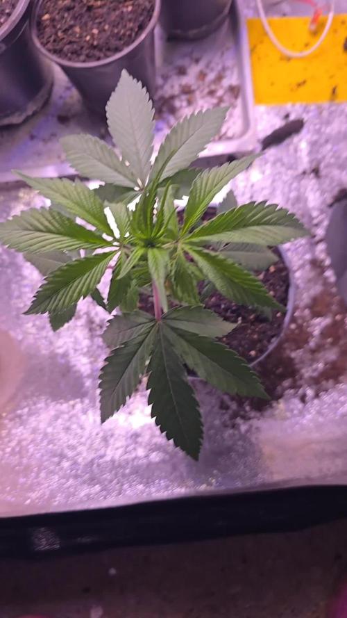 Sweet Mandarine 🍊 F1