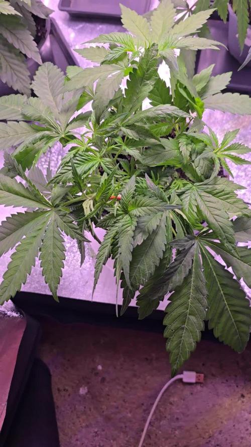 Promo seeds! MENTAL RAINBOW 🌈