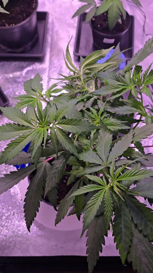 Sweet Mandarine 🍊 F1