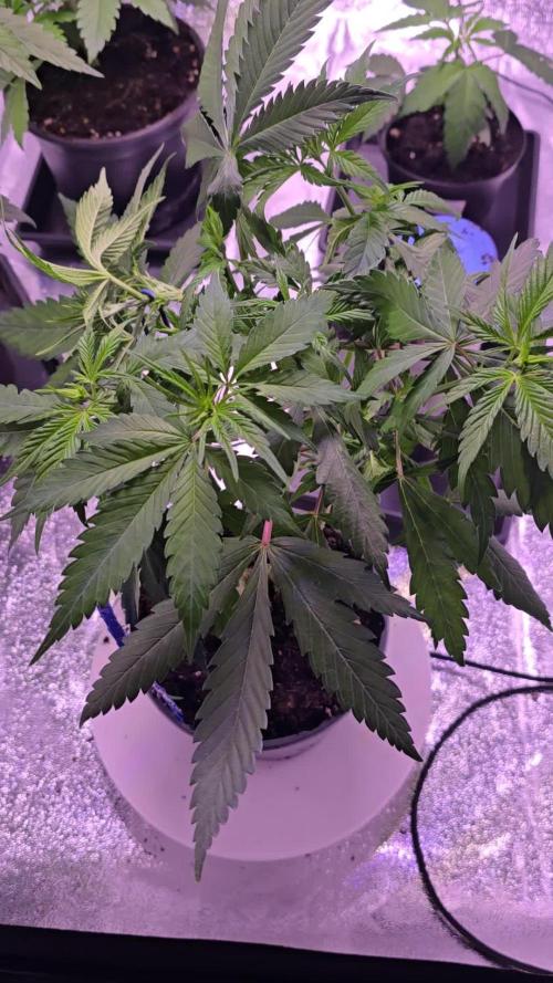 Monster Marker Sweet seeds!