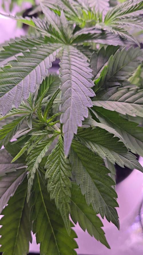 Monster Marker Sweet seeds!