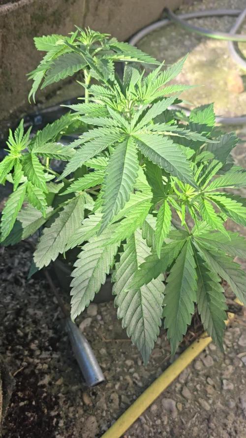 Monster Marker Sweet seeds!