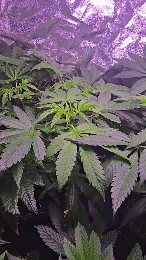 Promo seeds! MENTAL RAINBOW 🌈