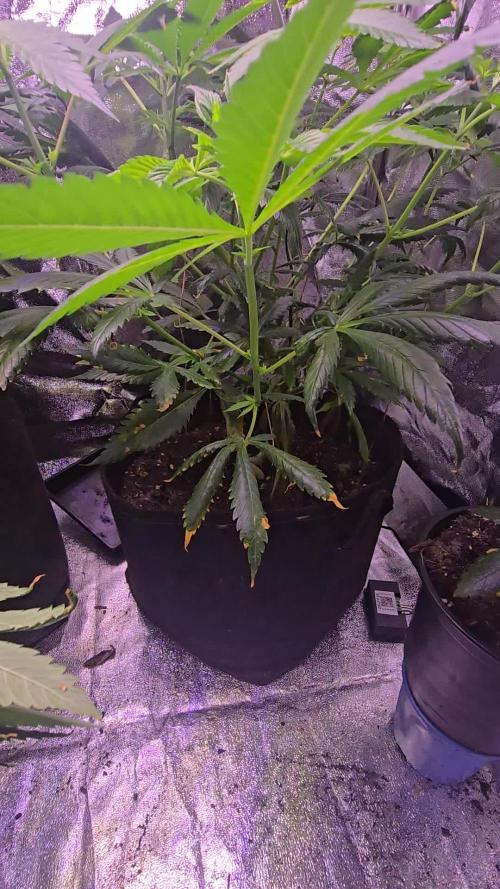 Sweet Mandarine 🍊 F1