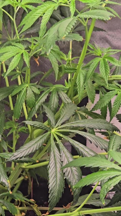 Sweet Mandarine 🍊 F1