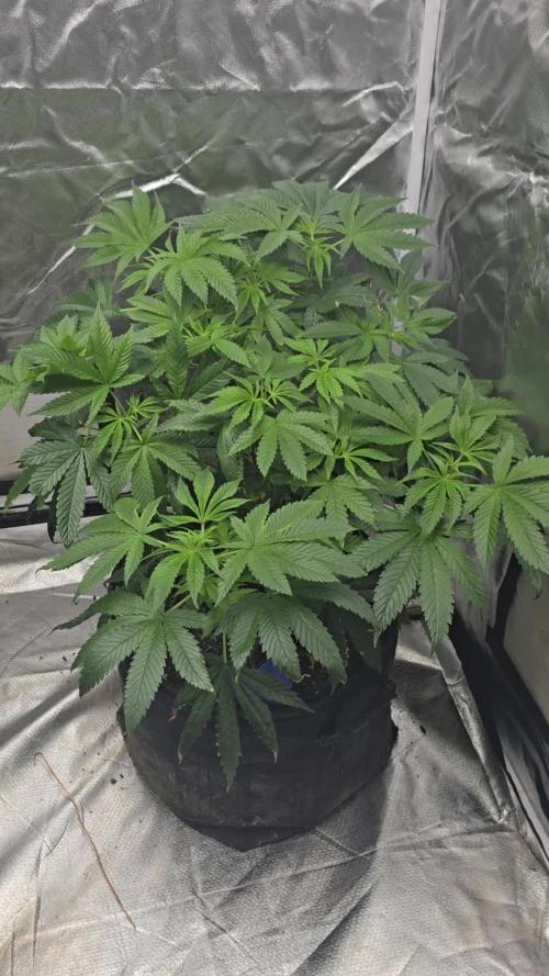 Promo seeds! MENTAL RAINBOW 🌈