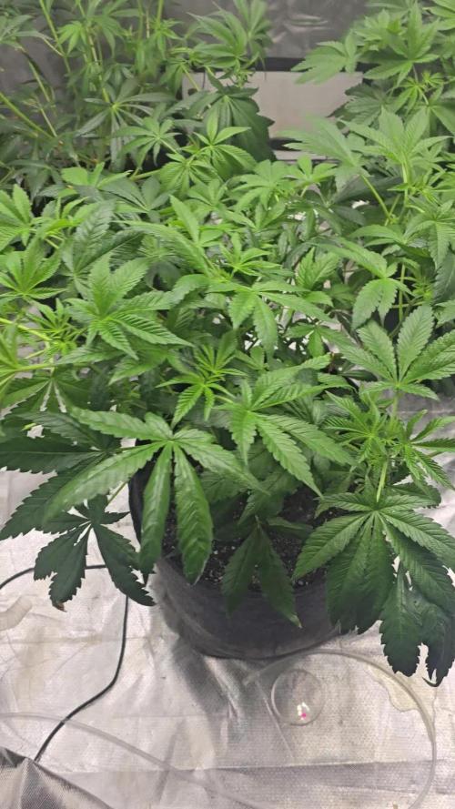 Promo seeds! MENTAL RAINBOW 🌈