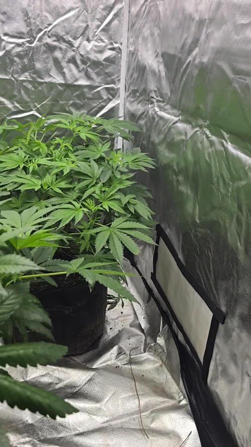 Monster Marker Sweet seeds!