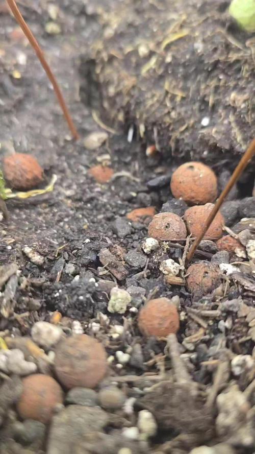 Sweet Mandarine 🍊 F1