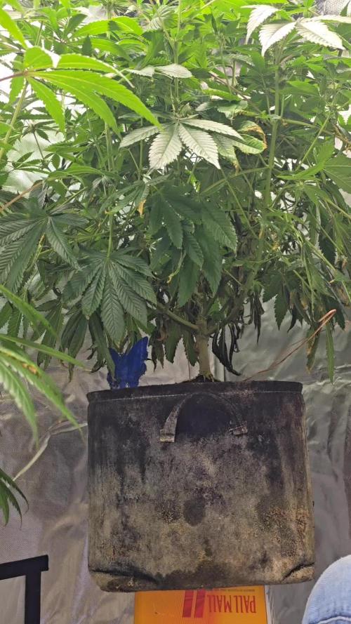 Monster Marker Sweet seeds!