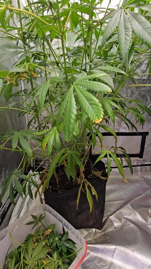 Sweet Mandarine 🍊 F1