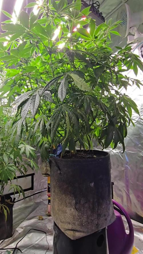 Promo seeds! MENTAL RAINBOW 🌈