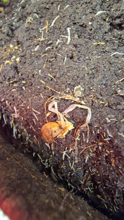 Monster Marker Sweet seeds!