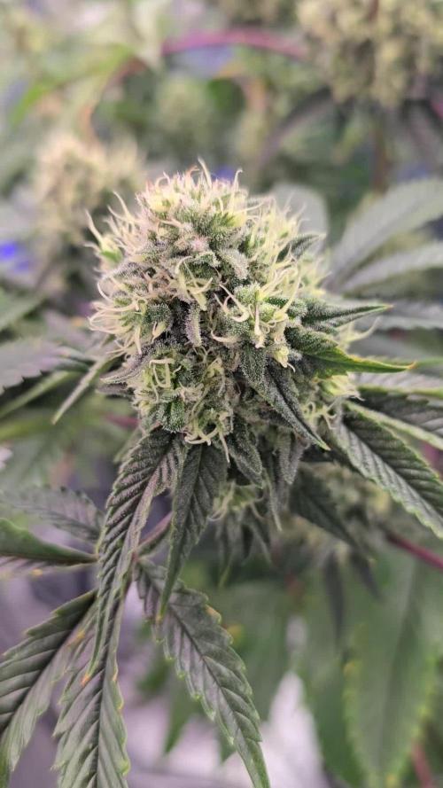 Promo seeds! MENTAL RAINBOW 🌈