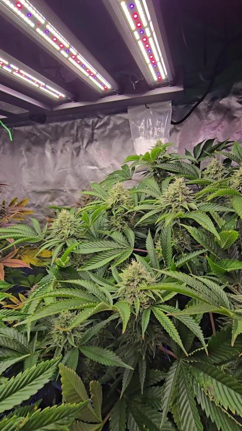 Monster Marker Sweet seeds!