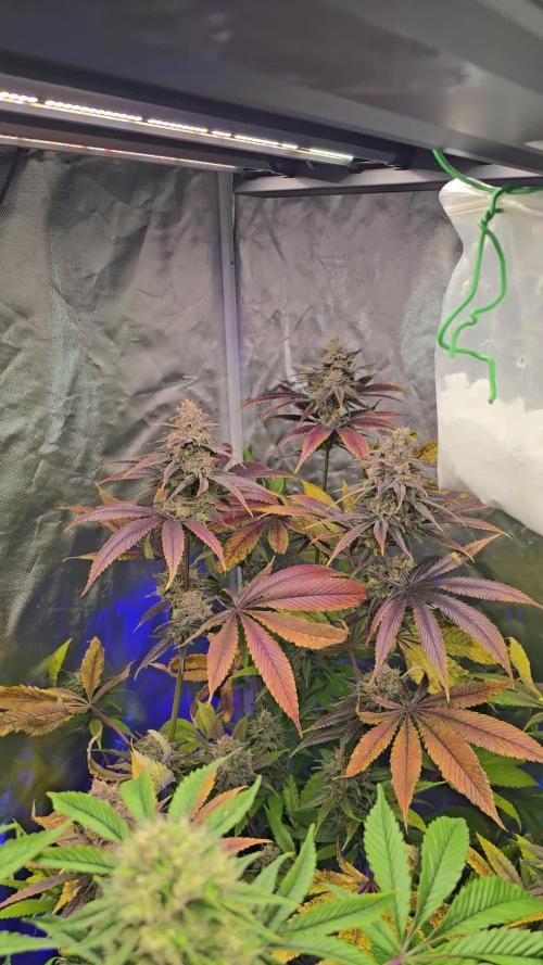 Sweet Mandarine 🍊 F1