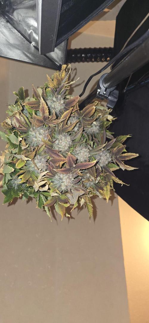 Monster Marker Sweet seeds!. Week 12