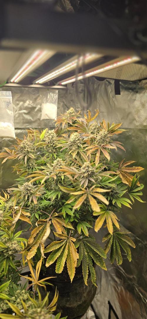 Monster Marker Sweet seeds!. Week 12