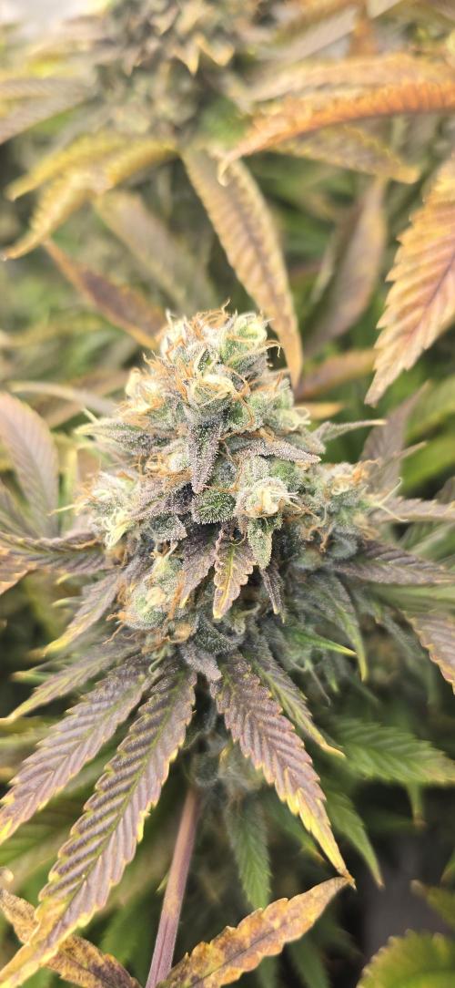 Monster Marker Sweet seeds!. Week 12