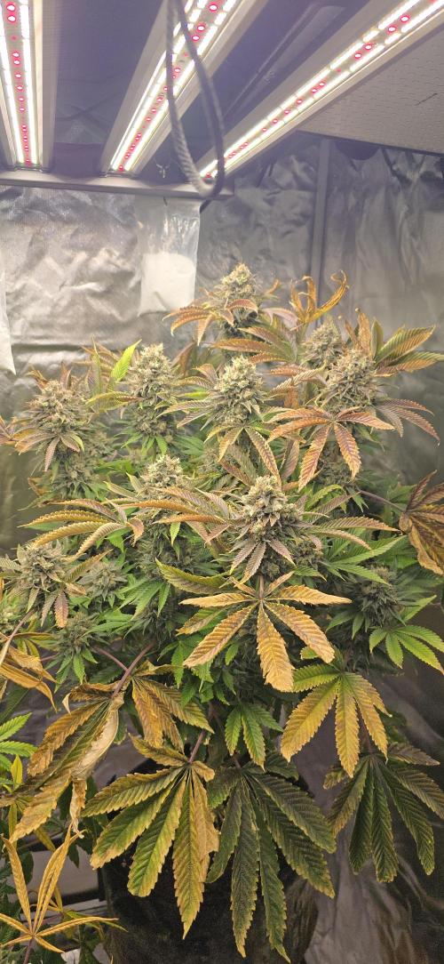 Monster Marker Sweet seeds!. Week 12