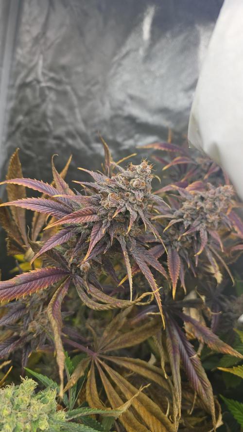 Sweet Mandarine 🍊 F1. Week 12