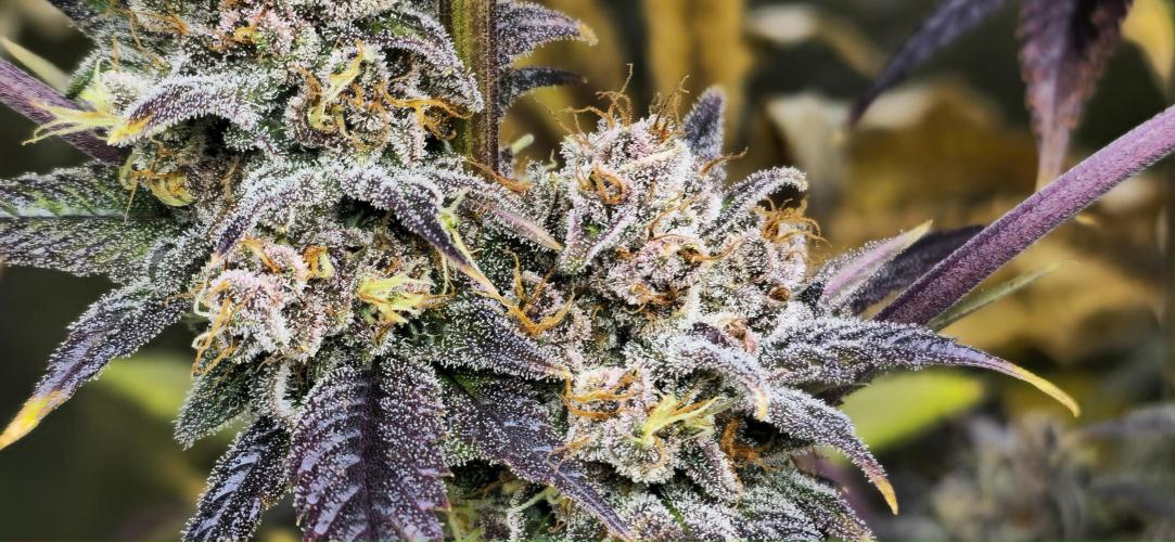 Sweet Mandarine 🍊 F1. Week 12