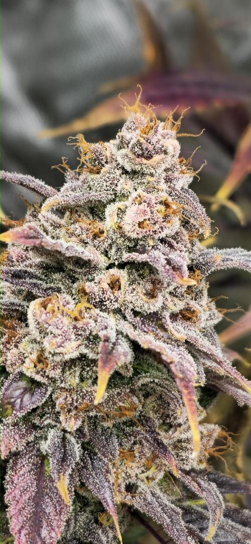 Sweet Mandarine 🍊 F1. Week 12