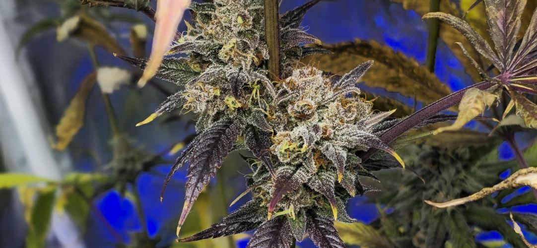 Sweet Mandarine 🍊 F1. Week 12