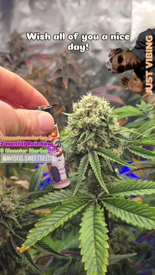 Sweet Mandarine 🍊 F1