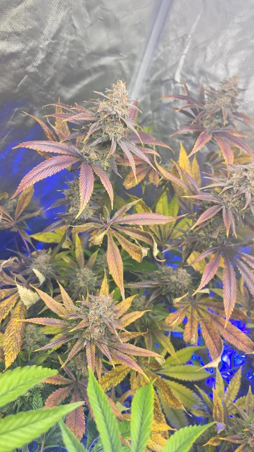 Sweet Mandarine 🍊 F1. Week 12