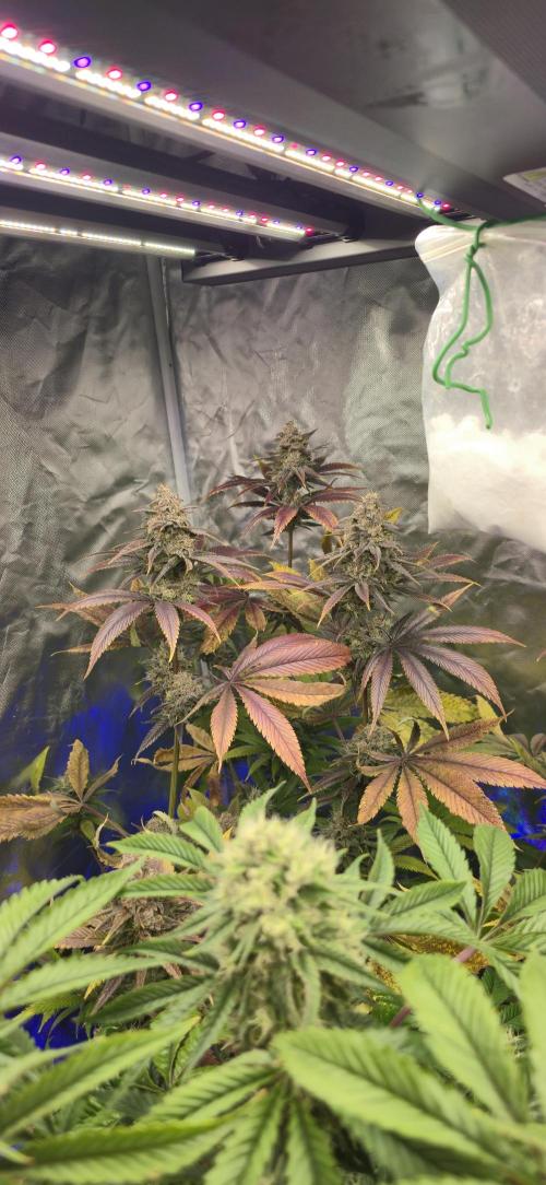 Sweet Mandarine 🍊 F1. Week 12