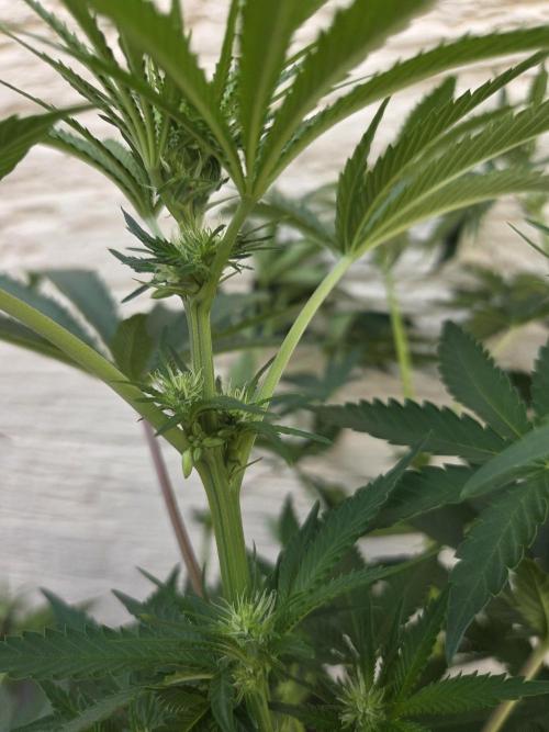 Snowtrap. Week 6