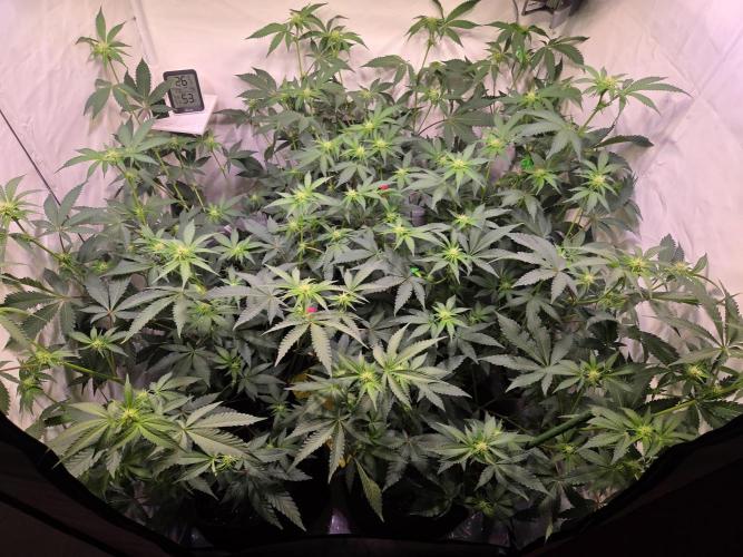 Radical Juice 🍇. Week 5