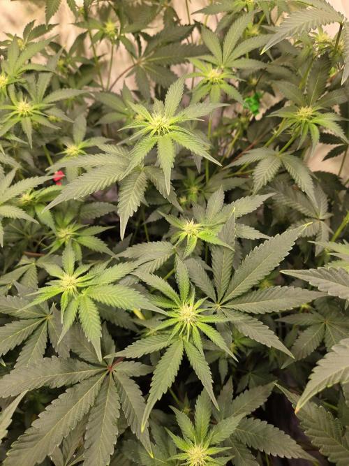 Radical Juice 🍇. Week 5