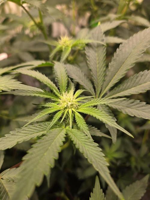 Radical Juice 🍇. Week 5