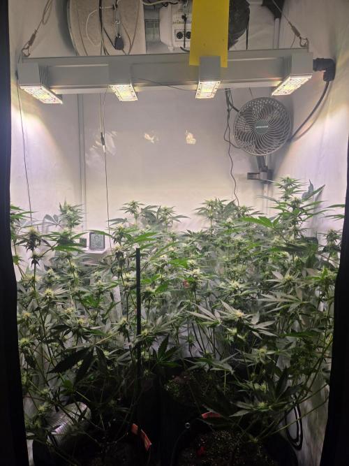 Radical Juice 🍇. Week 6