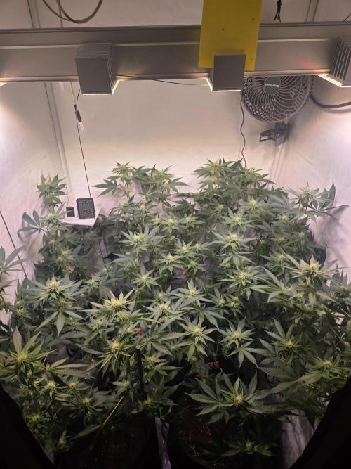 Radical Juice 🍇. Week 6