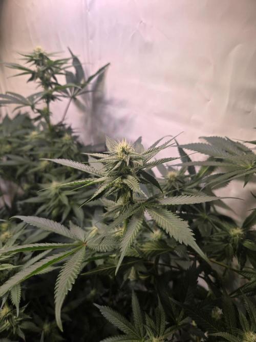 Radical Juice 🍇. Week 6