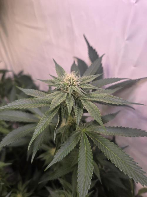 Radical Juice 🍇. Week 6