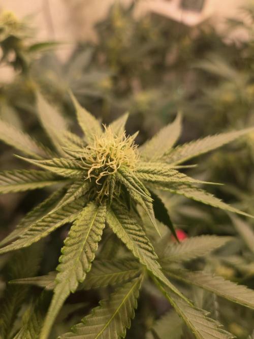 Radical Juice 🍇. Week 6