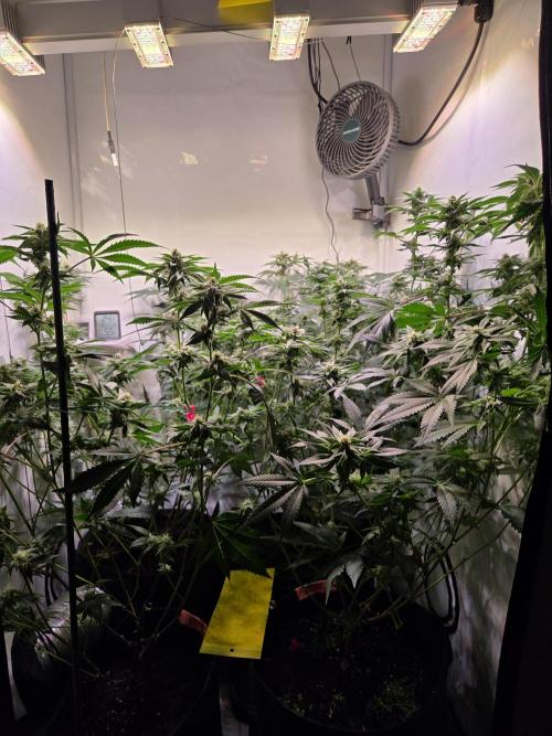 Radical Juice 🍇. Week 7