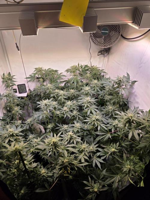 Radical Juice 🍇. Week 7