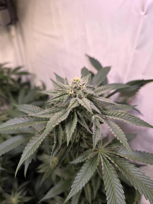 Radical Juice 🍇. Week 7