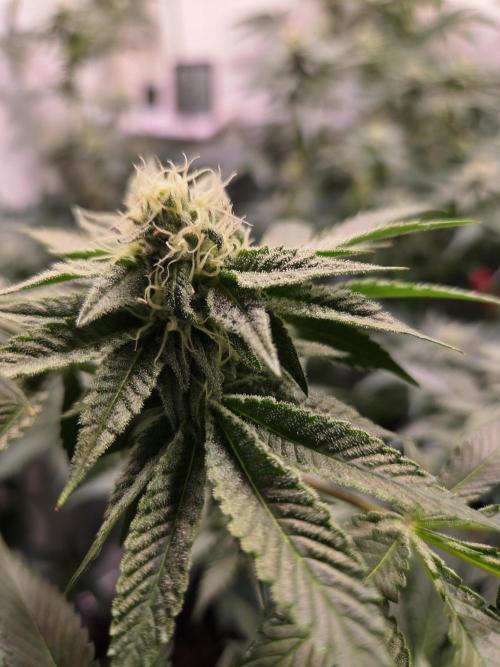 Radical Juice 🍇. Week 7