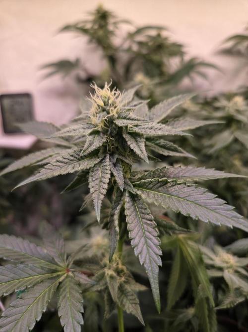 Radical Juice 🍇. Week 7